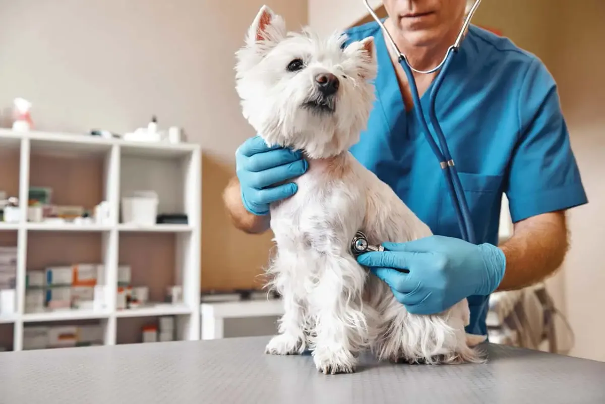 Veterinary Equipment